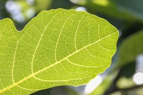 The walnut plant on the walnut tree Foto stock