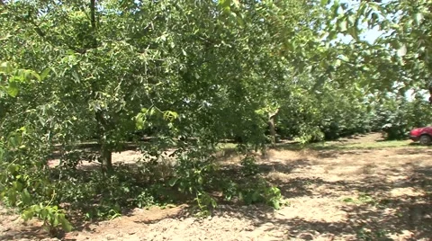 Walnut plants in the orchard Stock Footage 41137313