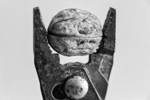 Walnut in pliers Stock Photos