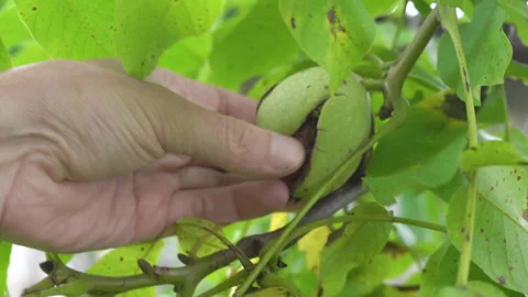 Walnut is plucked by a hand Stock Footage 231676122
