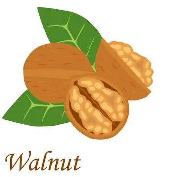 Walnut, realistic walnut on a green leaf. Flat design, vector illustration Stock Illustration