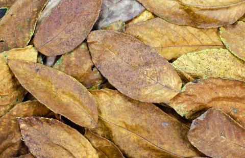 Walnut  rusty  leaves dried background  in autumn  season. Stock Photos
