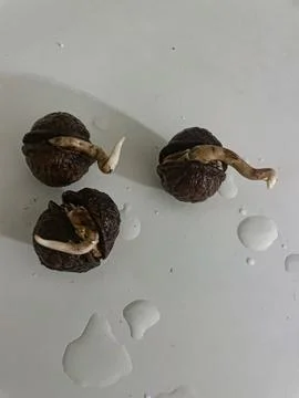 Walnut seeds sprouting with early root growth Stock Photos