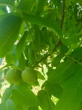 Walnut Seeds in a Walnut Tree Stock Photos