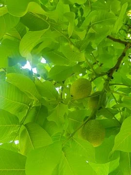 Walnut Seeds in a Walnut on a Walnut Tree Stock-Fotos