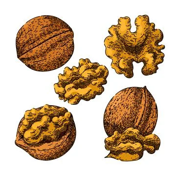 Walnut set sketch hand drawn vector Stock Illustration