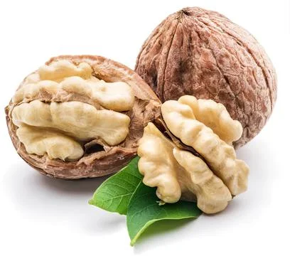 Walnut with shell and kernel on green leaf Stock-Fotos