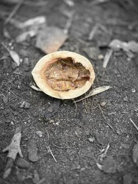 Walnut shell dark forest soil Stock Photos