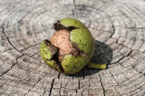 Walnut shell inside its green husk Stock Photos