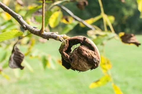 Walnut shell inside its green husk Stock Photos