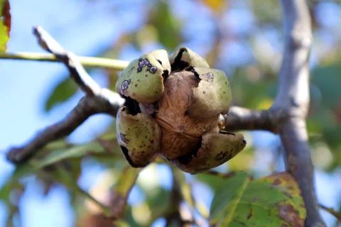 Walnut shell inside its green open husk, on the tree Stock Photos