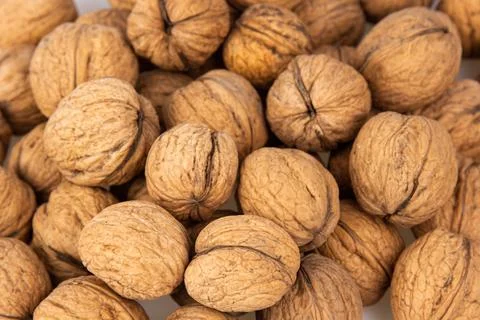 Walnut in shell isolated on white background. Energy boost for the day. The.. Stock Photos