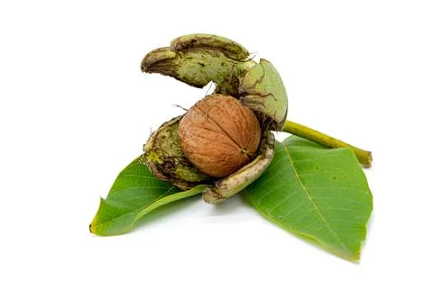 Walnut with shell isolated on white background 写真素材