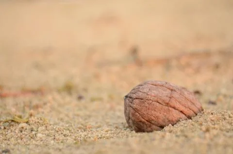 Walnut shell in sand Stock Photos