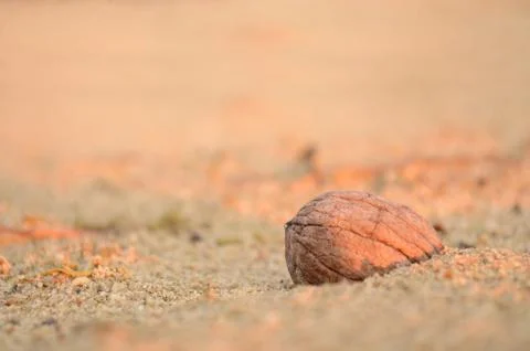 Walnut shell in sand at sunset Stock Photos