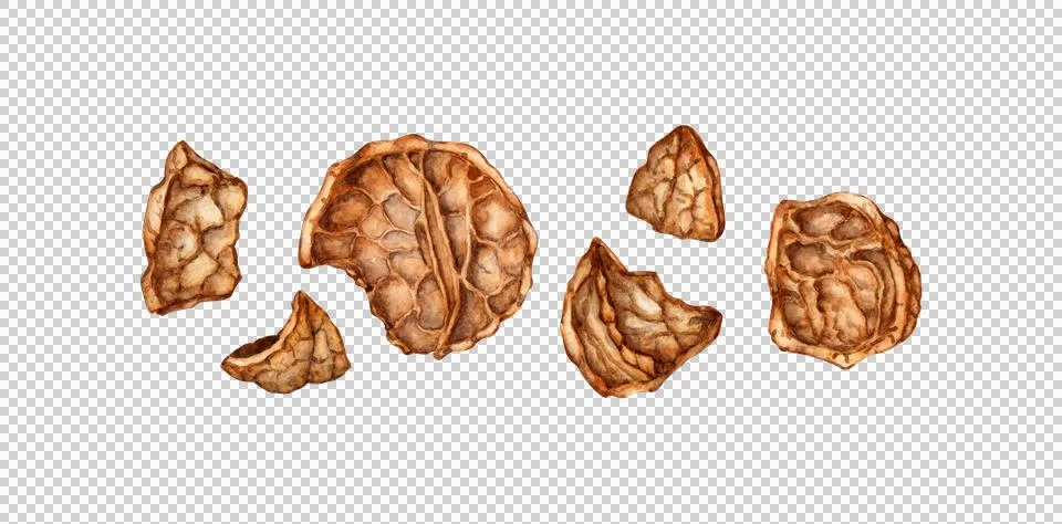 Walnut shell set watercolor Illustrazione stock