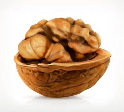 Walnut in shell, vector icon イラスト素材
