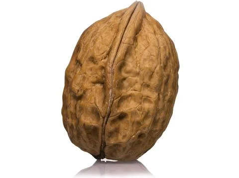 Walnut in shell on white background, macro photo with lots of details Stock Photos