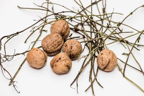 Walnut in shell on white background Stock Photos