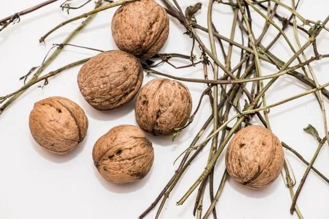 Walnut in shell on white background 写真素材