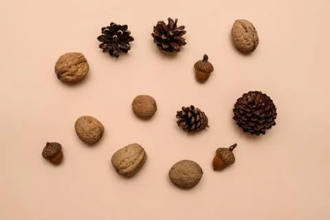 Walnut sin shell, acorns and cones on a beige background Stock Photos