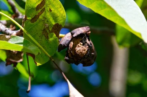 A walnut still growing on the tree Stock Photos