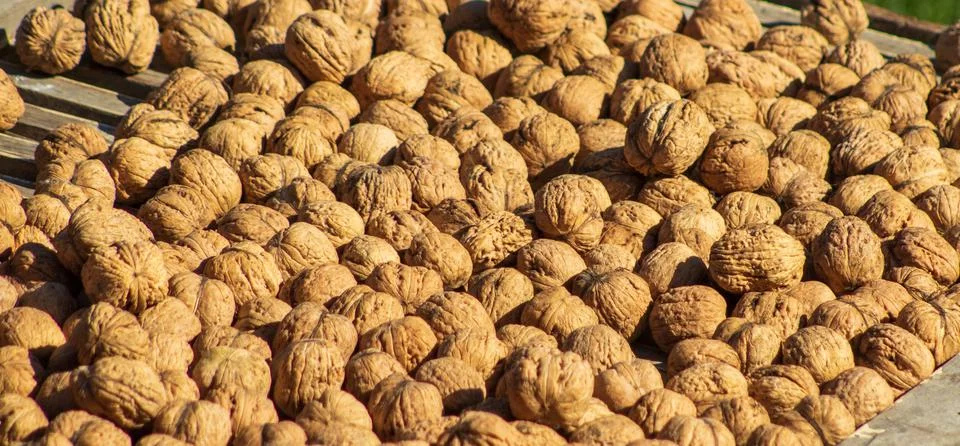 Walnut texture pattern. Many walnut exposed to the sun - drying. Healthy food Stock Photos