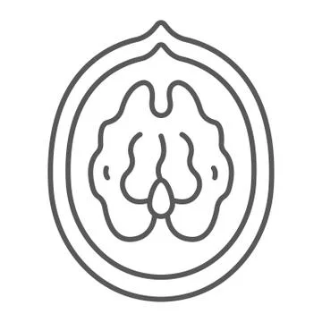 Walnut thin line icon, plant and food, nut sign, vector graphics, a linear イラスト素材