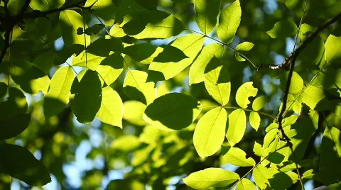 Walnut tree 01 Stockbeeldmateriaal 765380