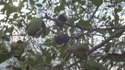 Walnut tree 4k  Stock Footage 42055740