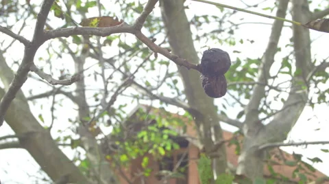 Walnut tree 4k Stock Footage 42069917