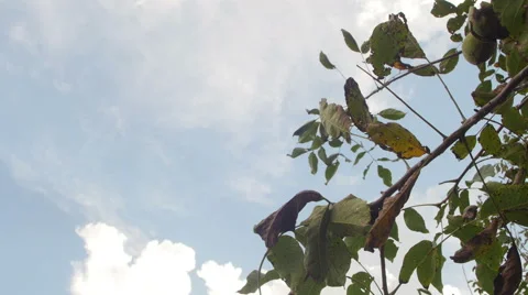 Walnut tree 4k {panning shot} Stock Footage 42045832