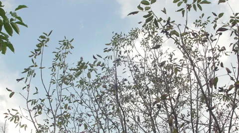 Walnut tree  _hitting the tree top 4K Stock Footage 42029109