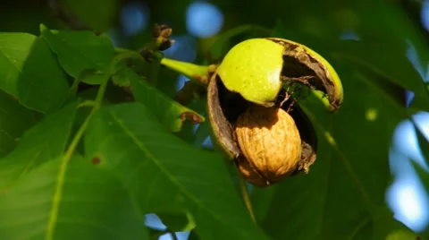 Walnut tree and nut Stock Footage 58892839
