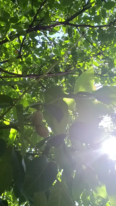 Walnut tree and sun Stock Footage 276657024