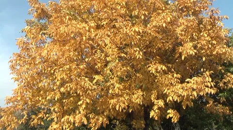 Walnut tree in autumn Stock Footage 8835769