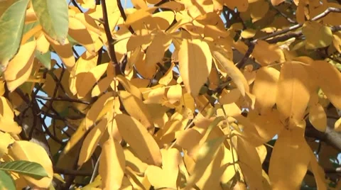 Walnut tree in autumn Stock Footage 8835786