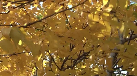 Walnut tree in autumn Stock Footage 8835811