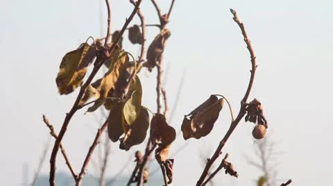 Walnut tree autumn Stock Footage 8922392