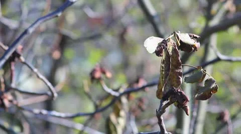 Walnut tree autumn Stock Footage 8922403