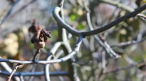 Walnut tree autumn Stock Footage 8922422