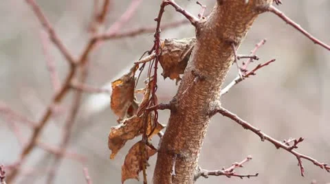 Walnut tree autumn Stock Footage 9666735