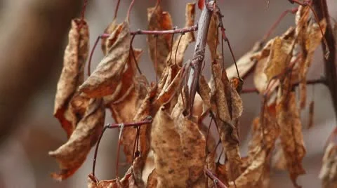 Walnut tree autumn Stock Footage 9666811