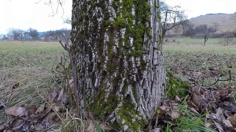 Walnut tree on the autumn Stock Footage 86573950