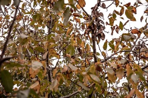 Walnut tree. autumn time Stock Photos