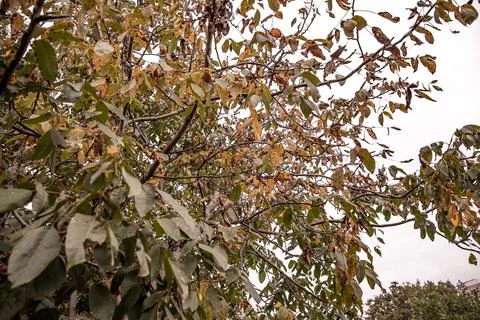 Walnut tree. autumn time Stock Photos