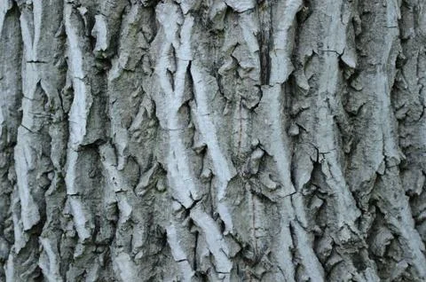 Walnut tree bark Stock Photos