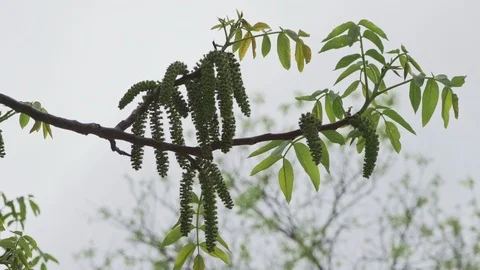 Walnut tree blooms very beautiful closeup Stock Footage 107987065