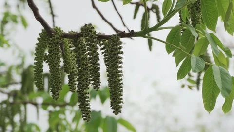 Walnut tree blooms very beautiful close-up Stock Footage 107987338