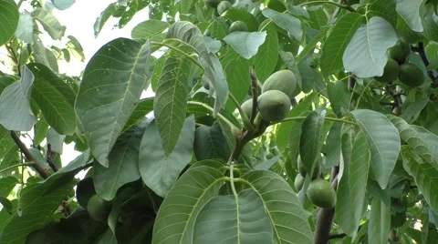 Walnut on a tree branch Stock Footage 54168009